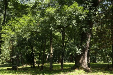 Beautiful trees with green leaves in forest