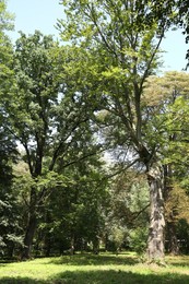 Photo of Beautiful trees with green leaves in forest