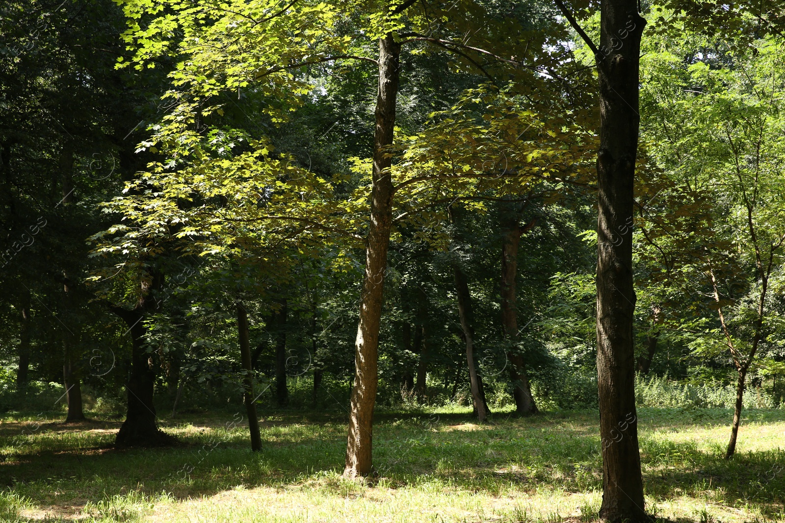 Photo of Beautiful trees with green leaves in forest