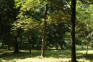 Beautiful trees with green leaves in forest