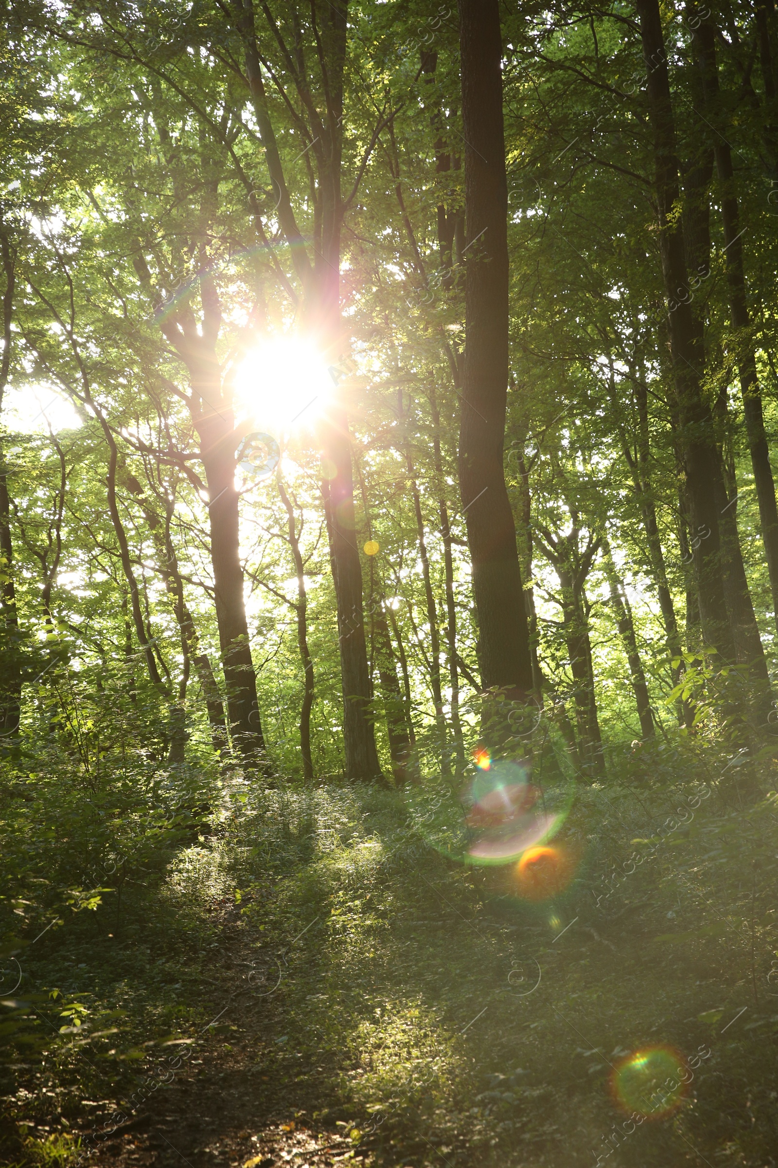 Photo of Sun shining through tree crown in forest