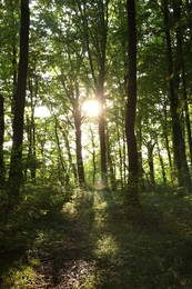 Photo of Sun shining through tree crown in forest