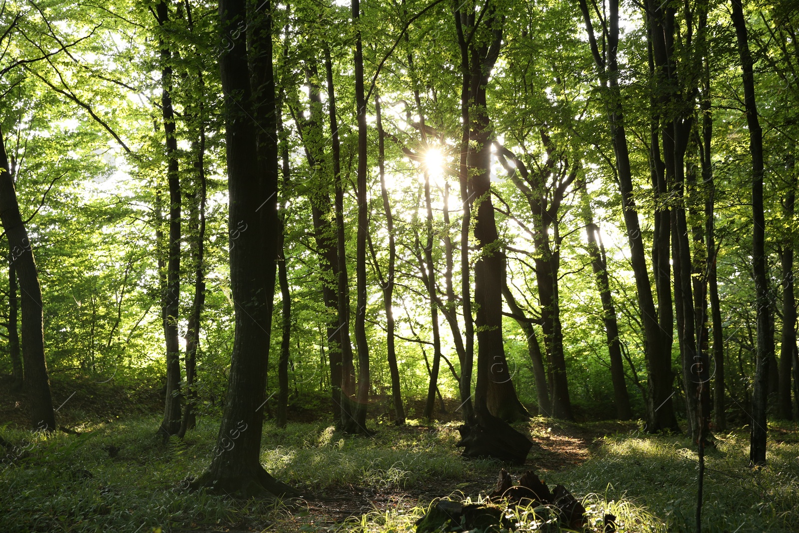 Photo of Sun shining through tree crown in forest