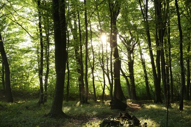 Photo of Sun shining through tree crown in forest