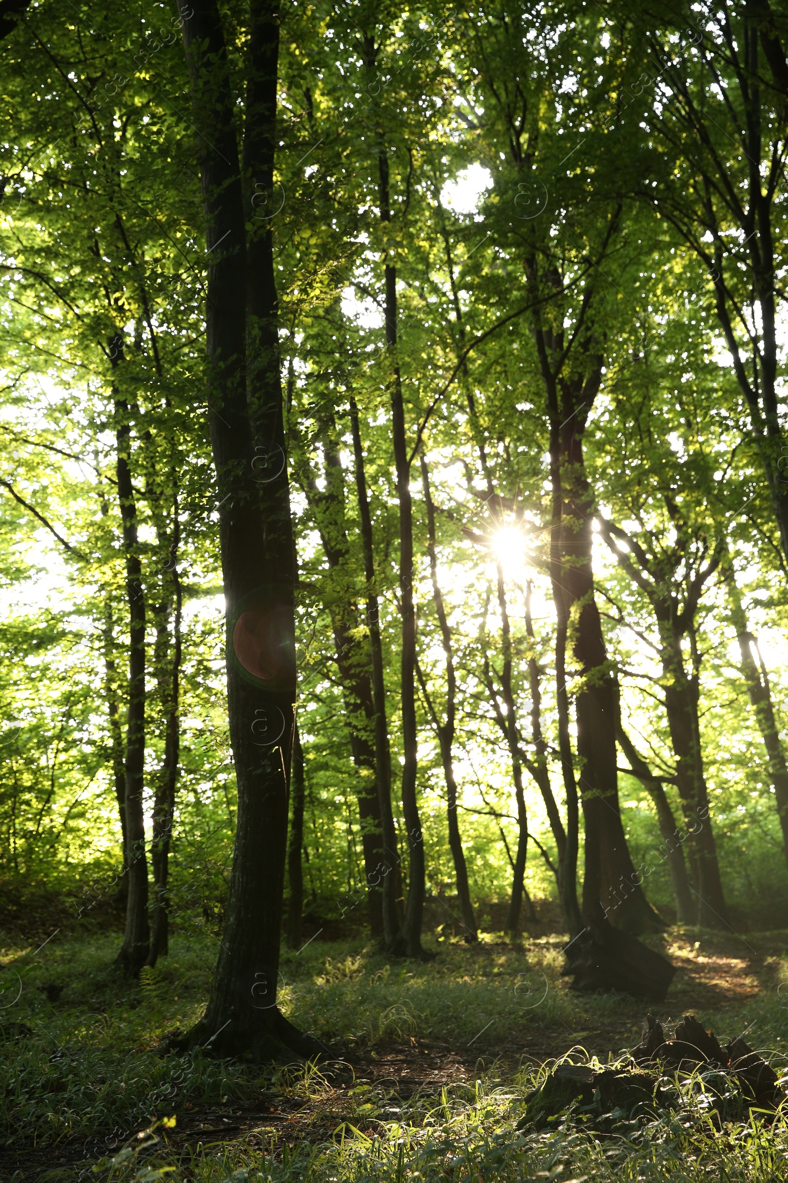 Photo of Sun shining through tree crown in forest