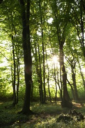 Sun shining through tree crown in forest