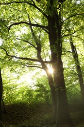 Sun shining through tree crown in forest