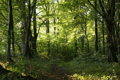 Photo of Beautiful trees with green leaves in forest