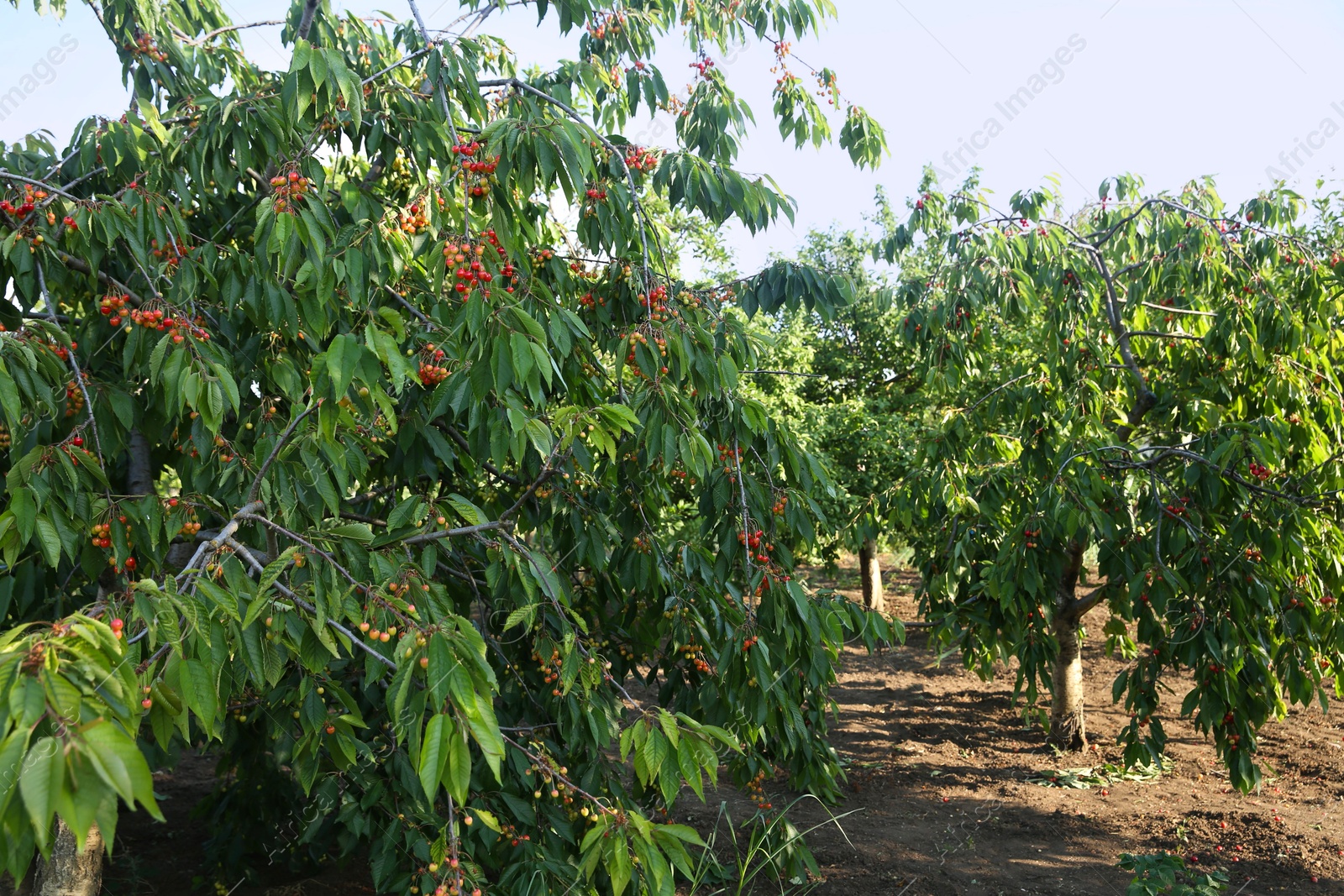 Photo of Cherry tree with green leaves and unripe berries growing outdoors