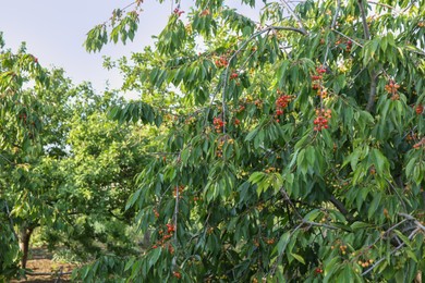 Photo of Cherry tree with green leaves and unripe berries growing outdoors