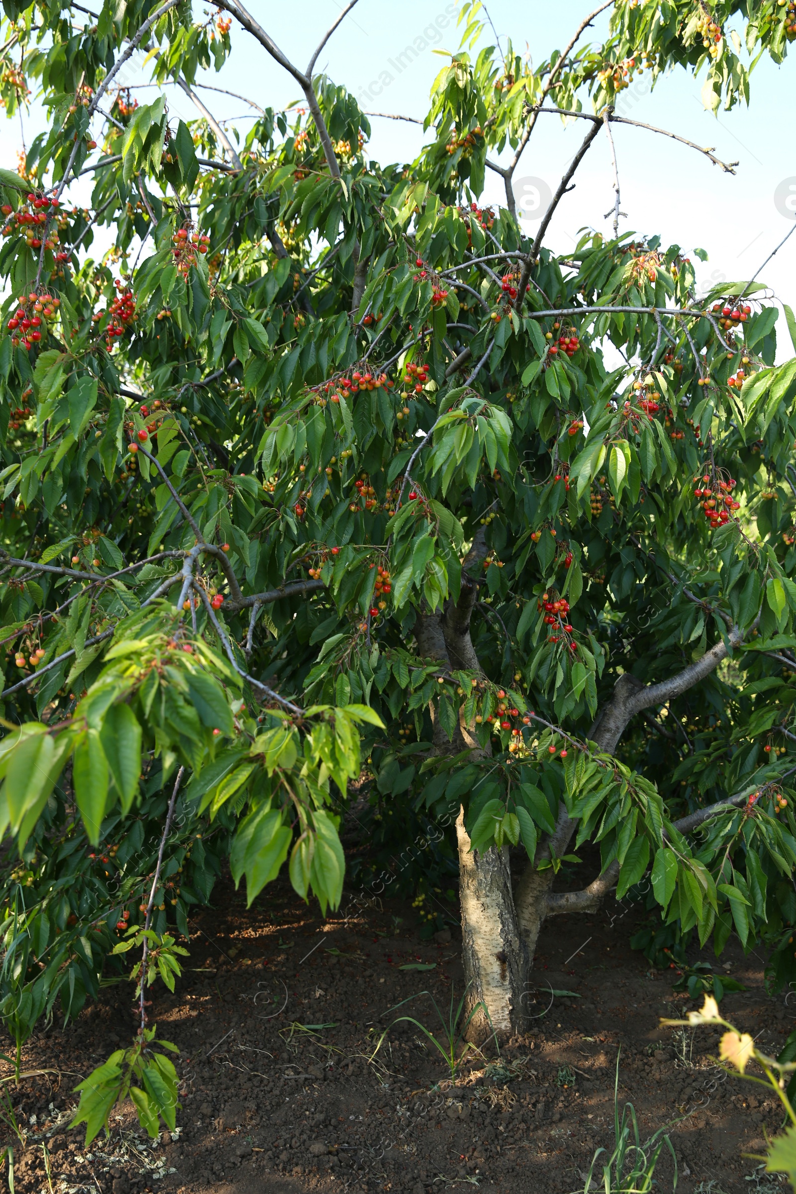 Photo of Cherry tree with green leaves and unripe berries growing outdoors