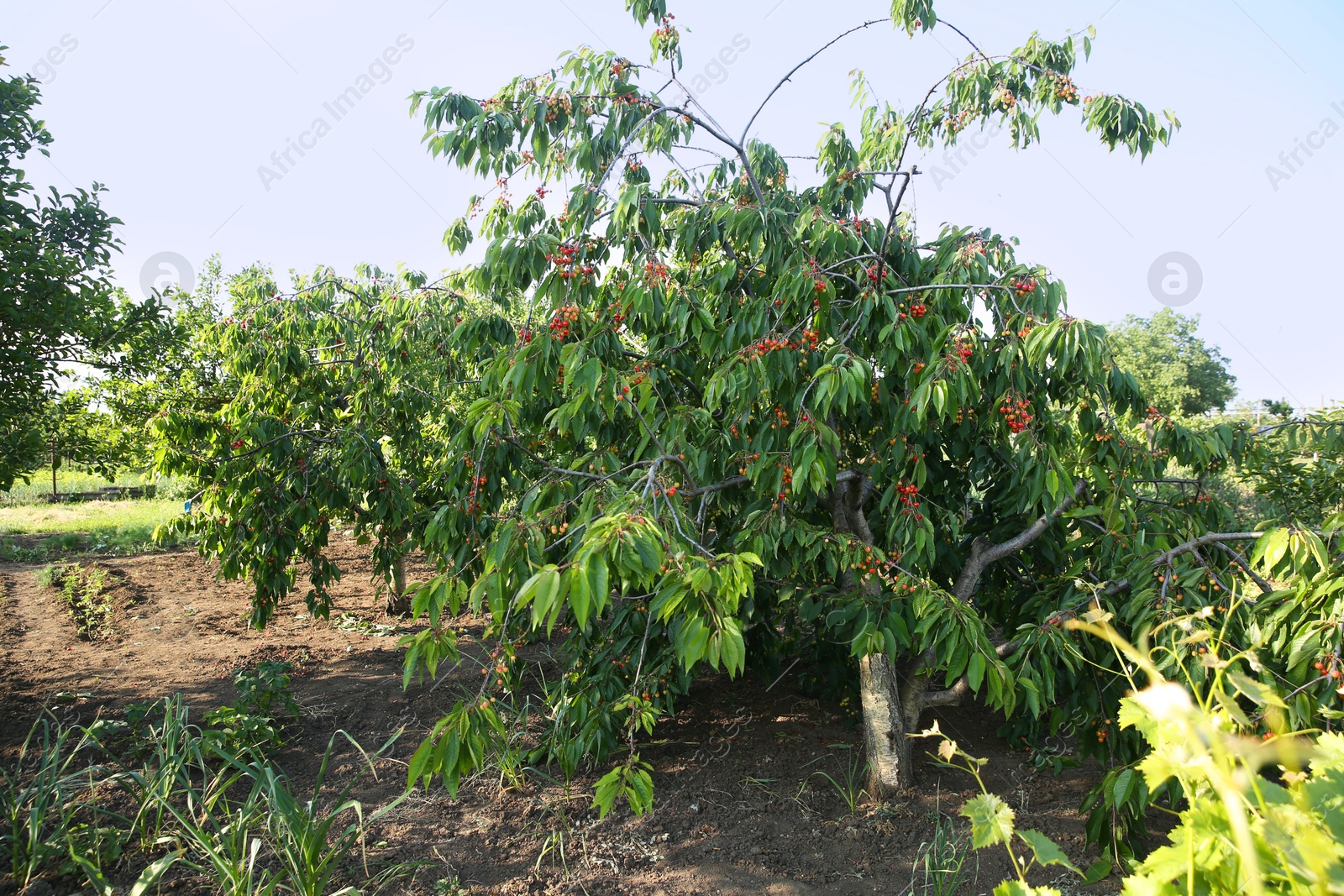 Photo of Cherry tree with green leaves and unripe berries growing outdoors