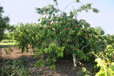 Photo of Cherry tree with green leaves and unripe berries growing outdoors