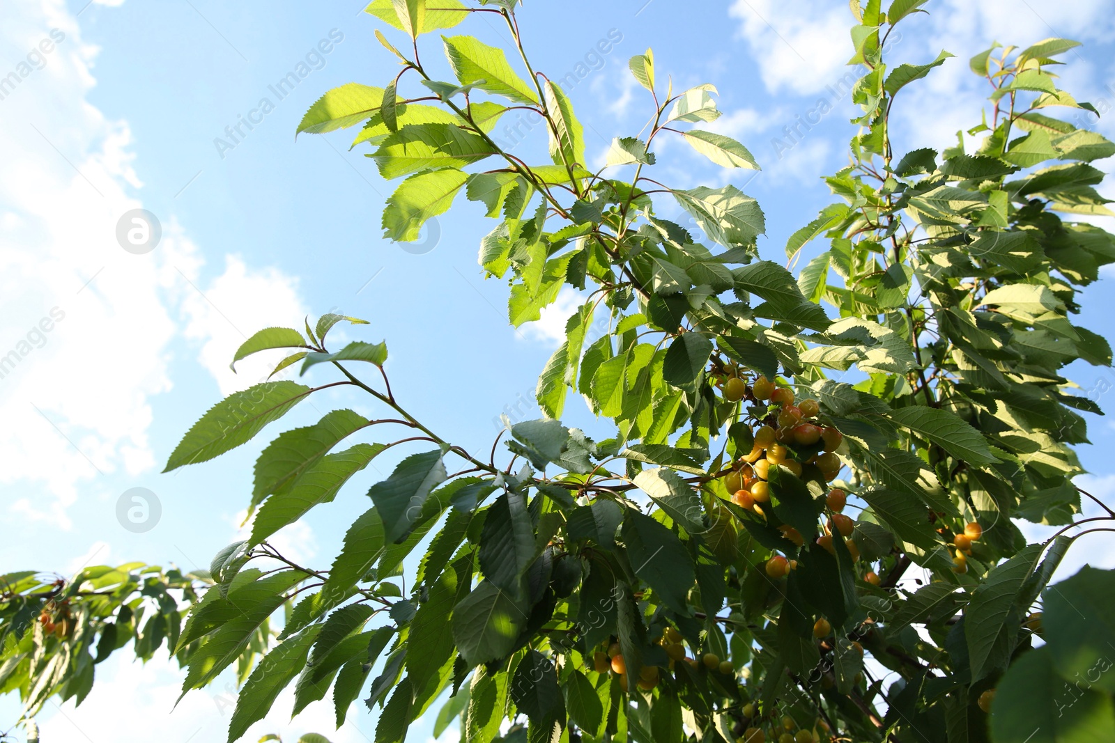 Photo of Cherry tree with green leaves and unripe berries growing outdoors, low angle view