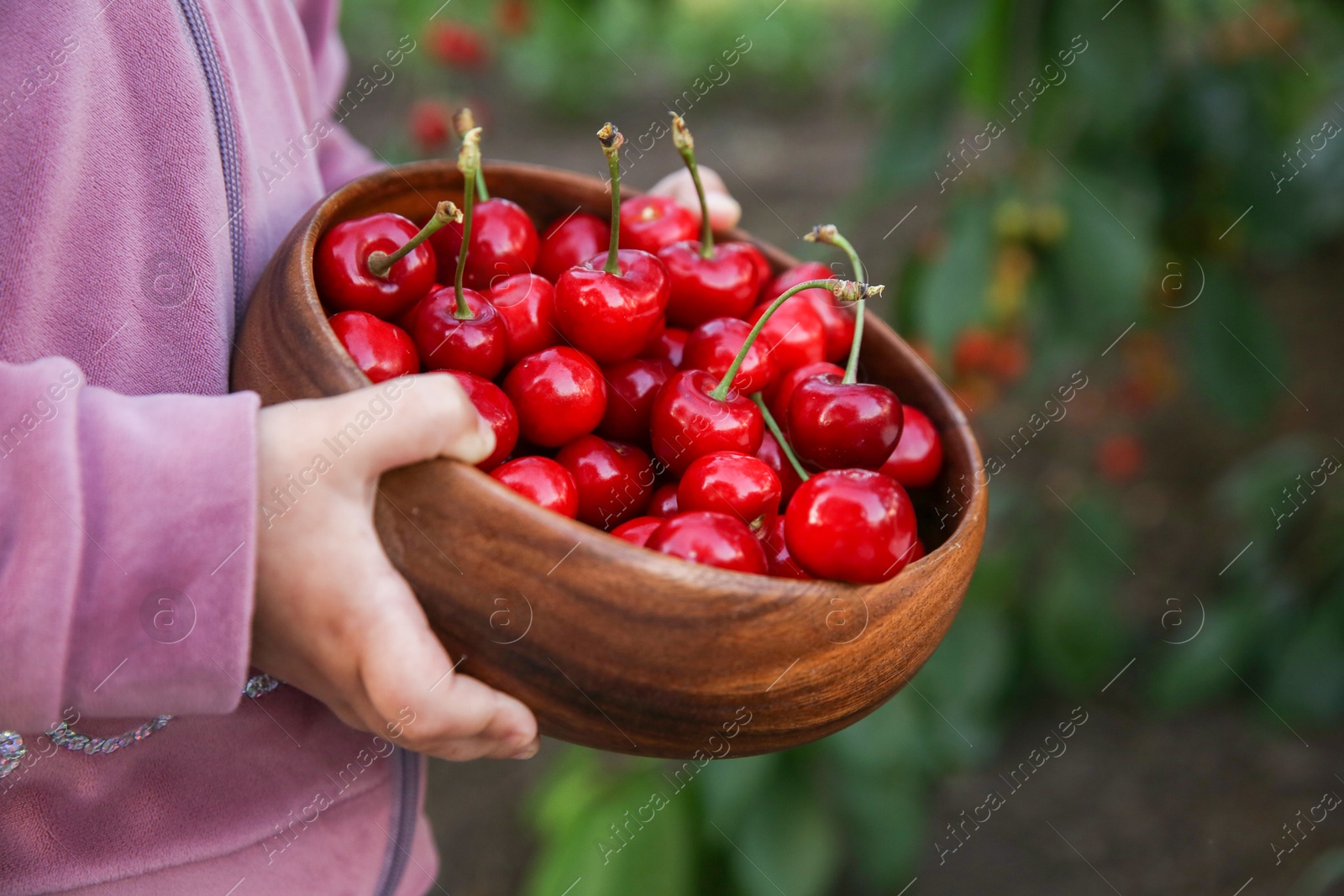 Photo of Child holding wooden bowl with red cherries outdoors, closeup