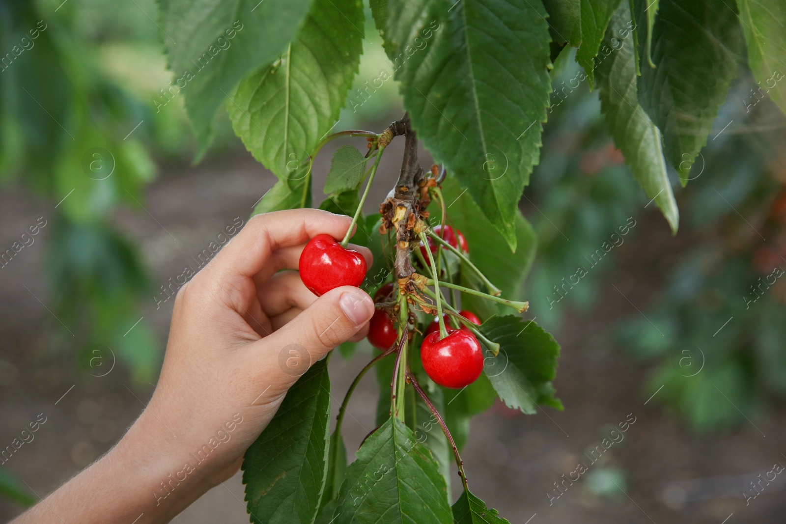 Photo of Girl picking ripe red cherries from tree, closeup