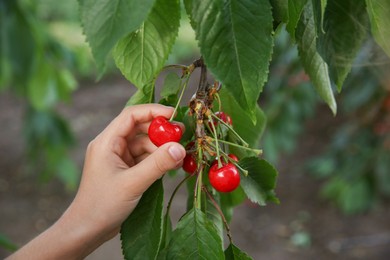 Photo of Girl picking ripe red cherries from tree, closeup