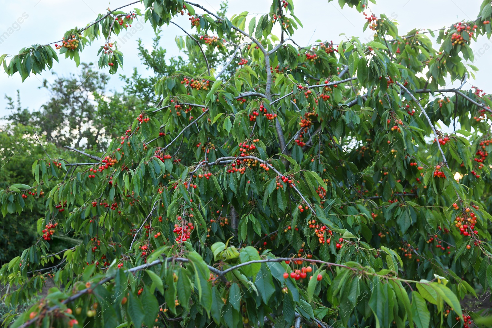 Photo of Cherry tree with green leaves and ripe berries growing outdoors