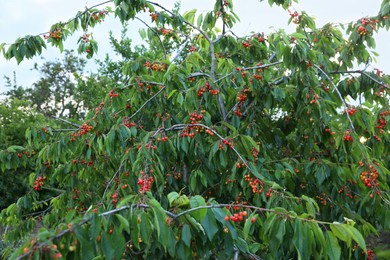 Photo of Cherry tree with green leaves and ripe berries growing outdoors