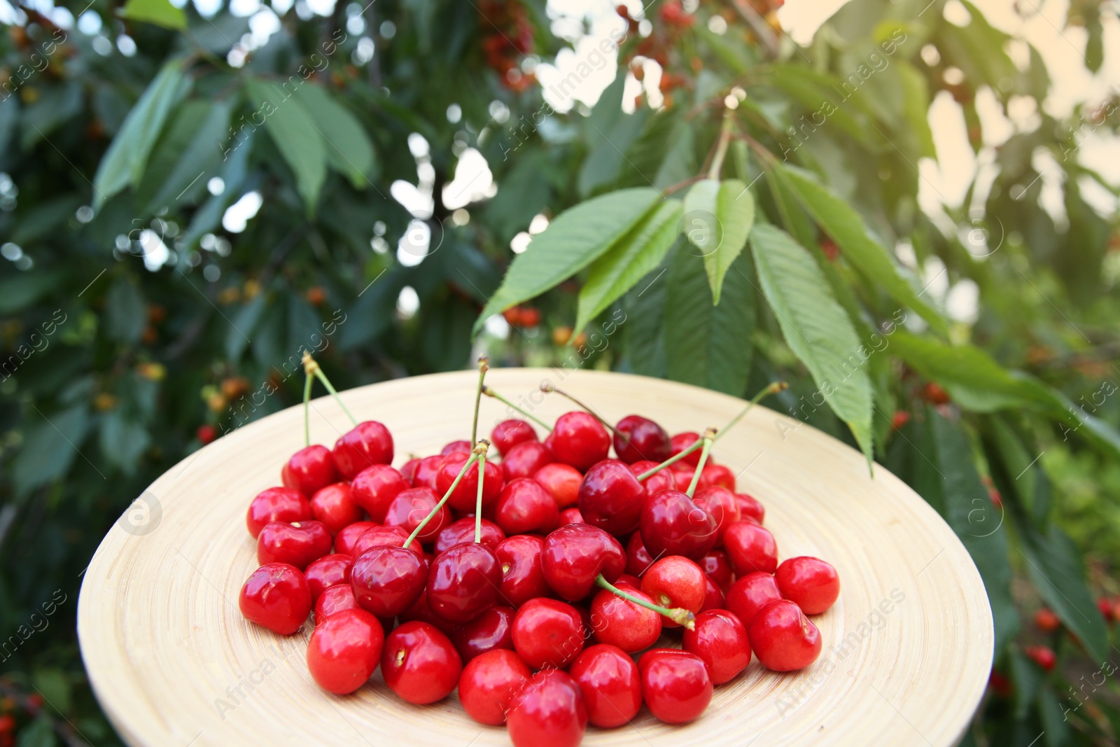 Photo of Tasty ripe red cherries in wooden plate outdoors