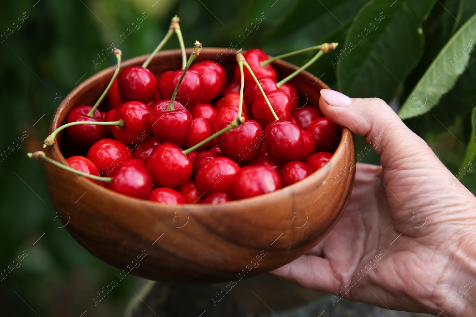 Photo of Woman holding wooden bowl with red cherries outdoors, closeup