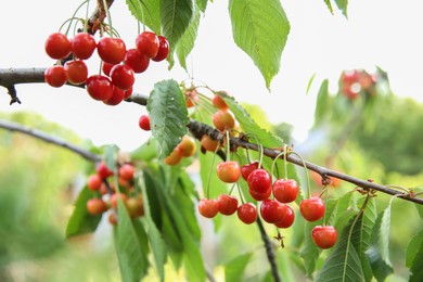 Cherry tree with green leaves and ripe berries growing outdoors