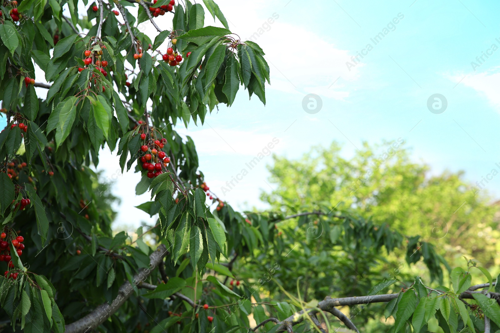 Photo of Cherry tree with green leaves and ripe berries growing outdoors. Space for text