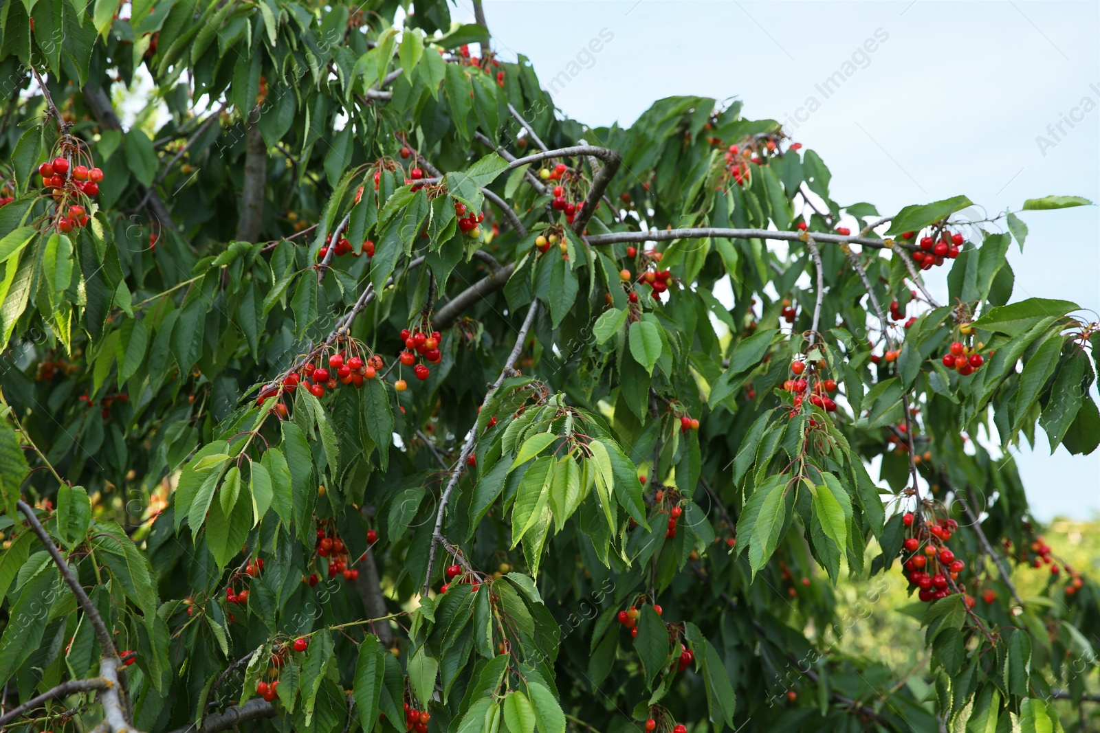 Photo of Cherry tree with green leaves and ripe berries growing outdoors