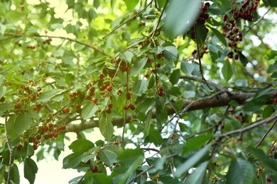 Photo of Cherry tree with green leaves and ripe berries growing outdoors