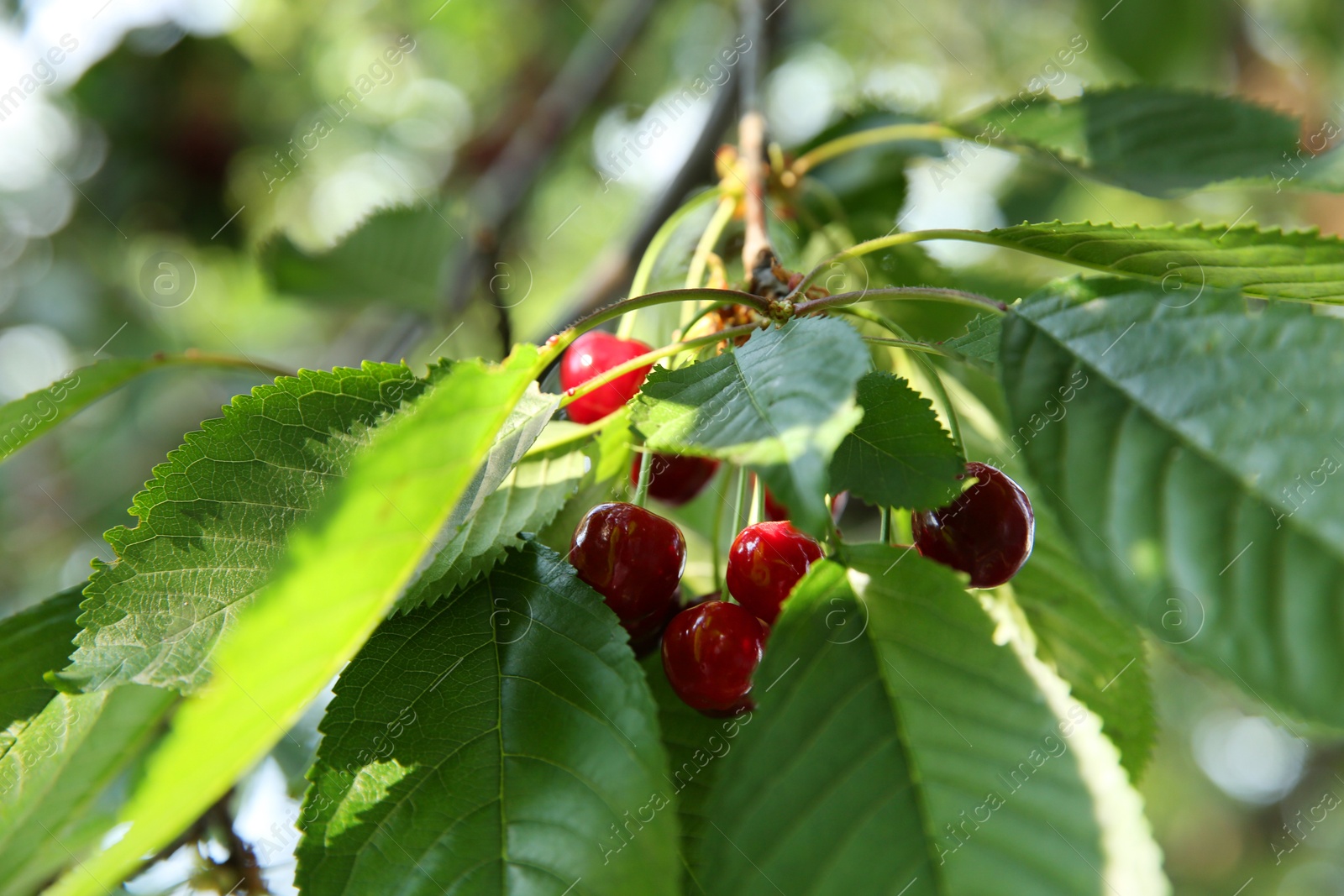 Photo of Cherry tree with green leaves and ripe berries growing outdoors, closeup