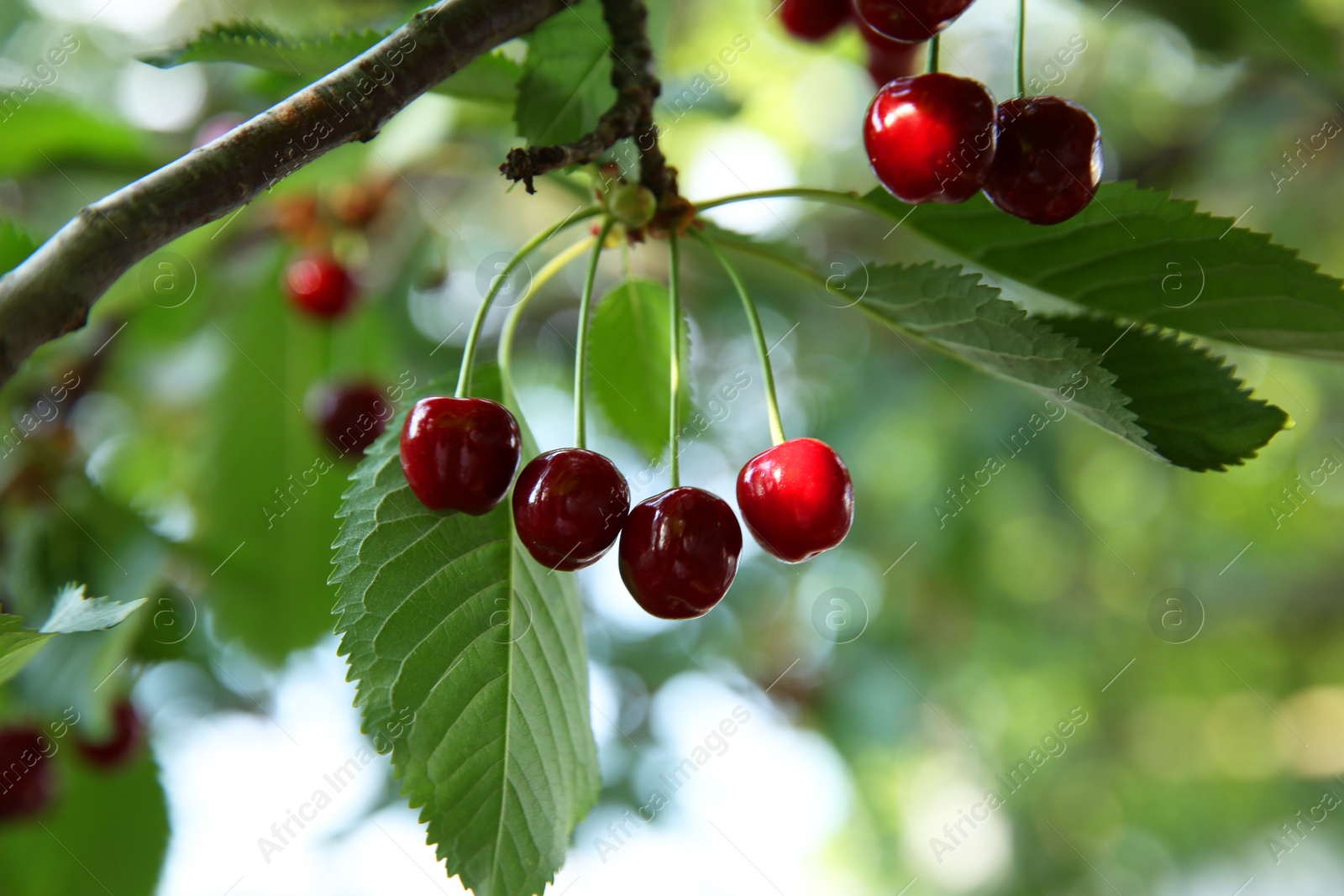 Photo of Cherry tree with green leaves and ripe berries growing outdoors, closeup