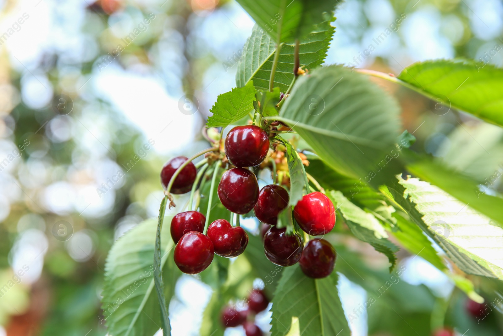 Photo of Cherry tree with green leaves and ripe berries growing outdoors, closeup