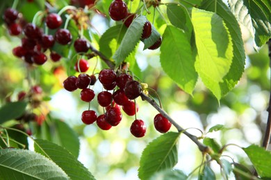 Photo of Cherry tree with green leaves and ripe berries growing outdoors