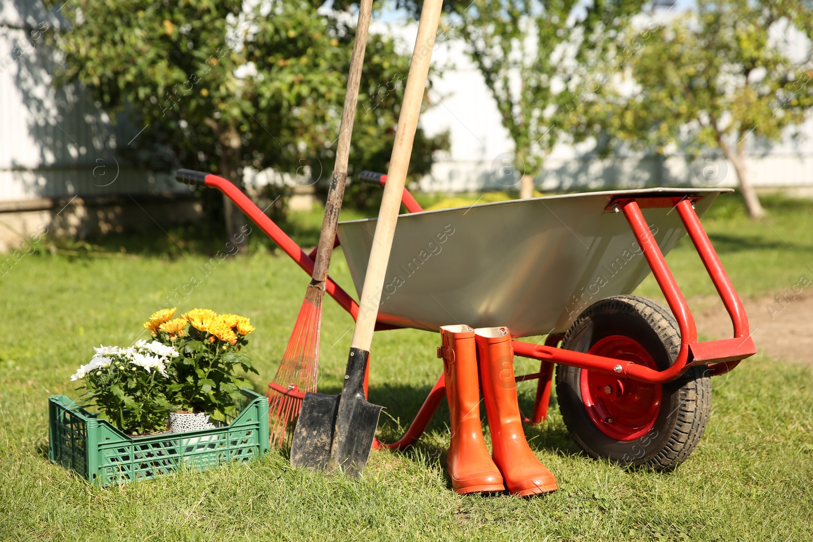 Photo of Wheelbarrow with different beautiful flowers, rubber boots and gardening tools outdoors