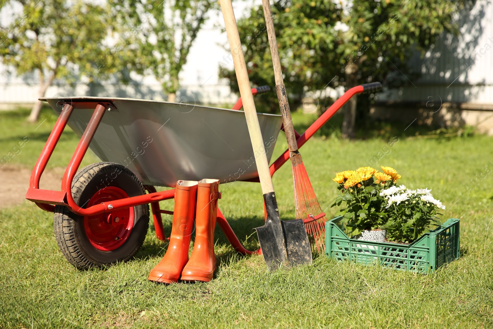 Photo of Wheelbarrow with different beautiful flowers, rubber boots and gardening tools outdoors