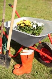 Photo of Wheelbarrow with different beautiful flowers, rubber boots and gardening tools outdoors