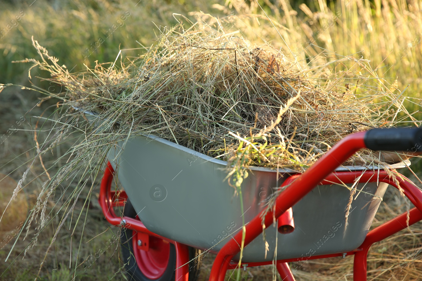 Photo of One wheelbarrow full of mown grass outdoors, closeup