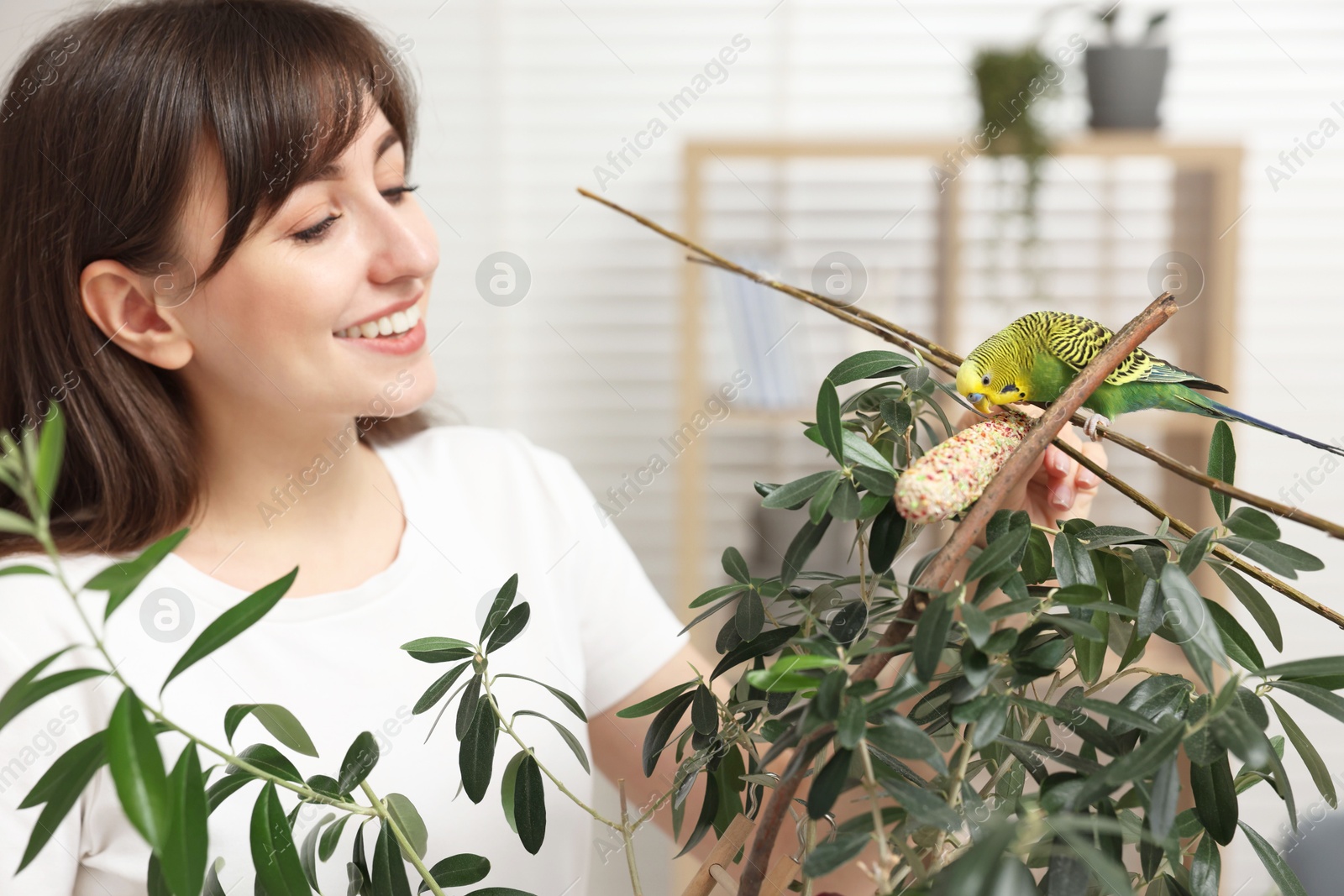 Photo of Woman feeding bright parrot with bird treat indoors. Exotic pet