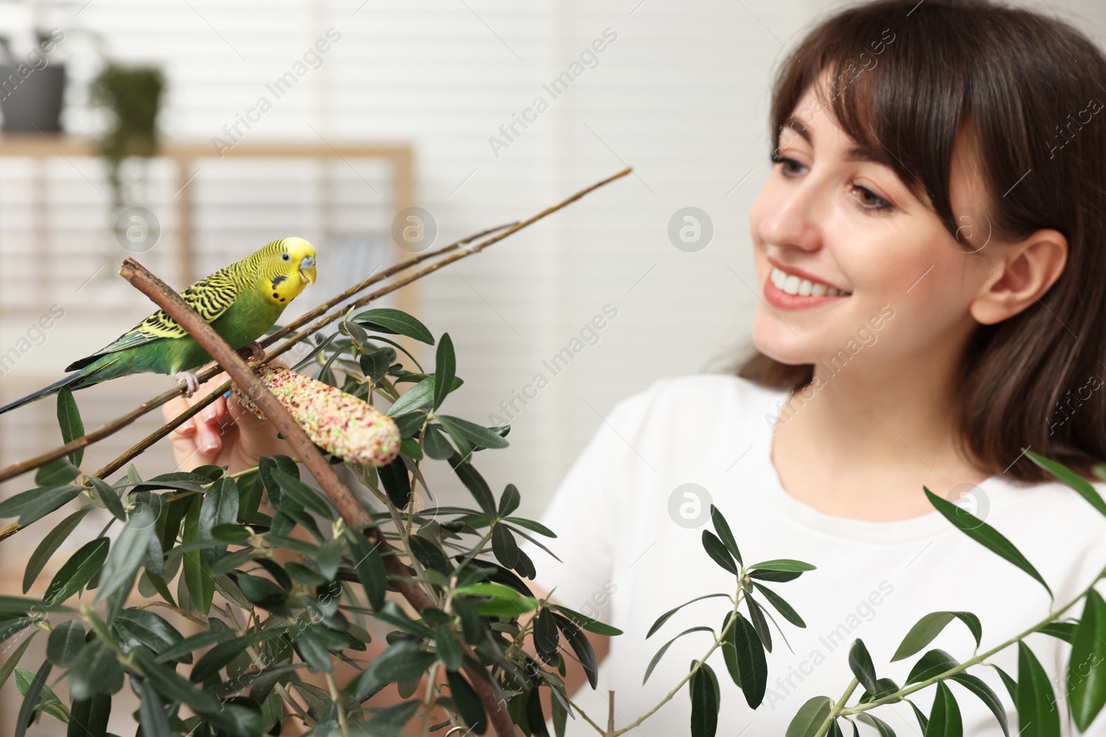 Photo of Woman feeding bright parrot with bird treat indoors. Exotic pet