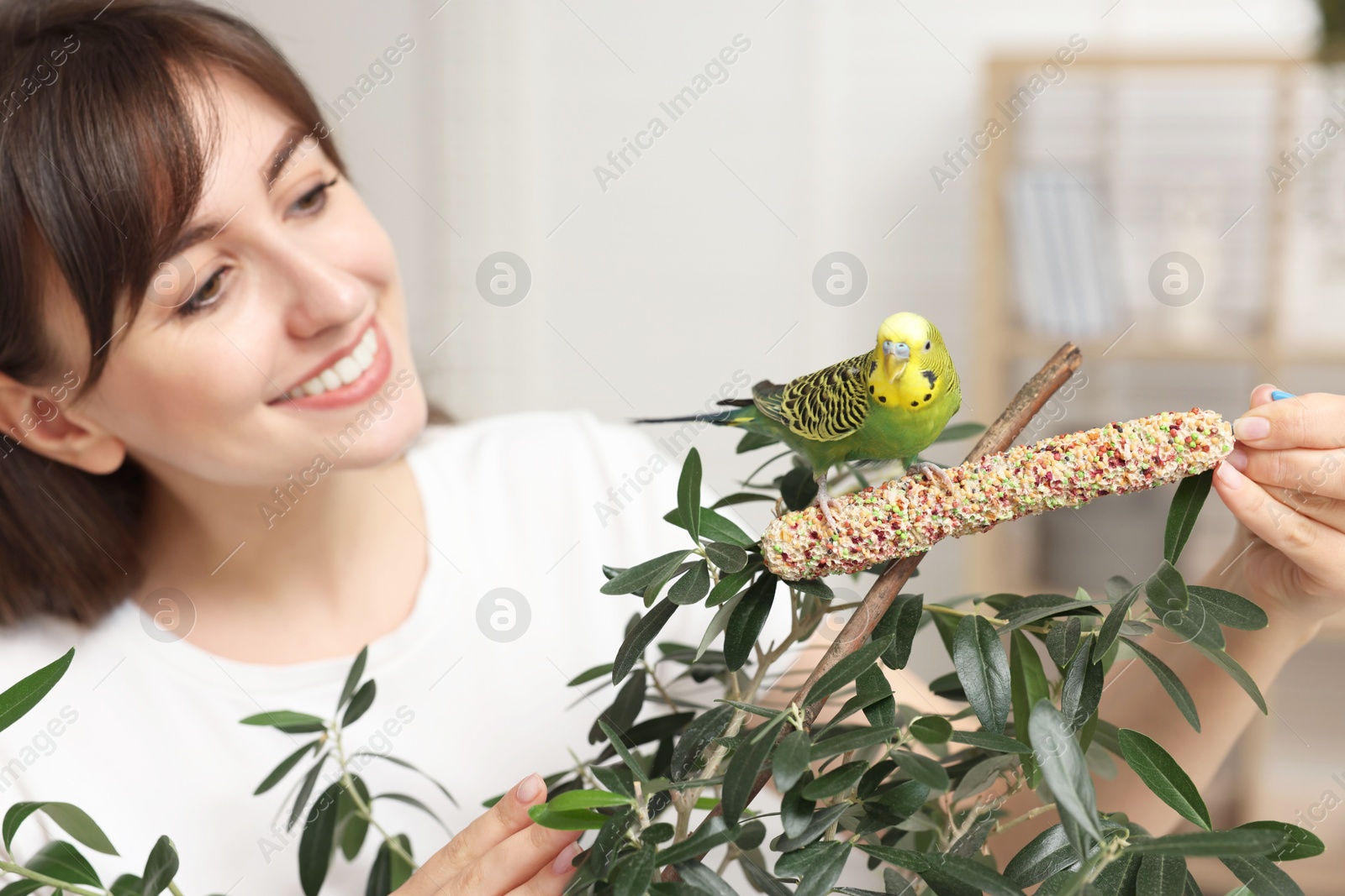 Photo of Woman feeding bright parrot with bird treat indoors, selective focus. Exotic pet