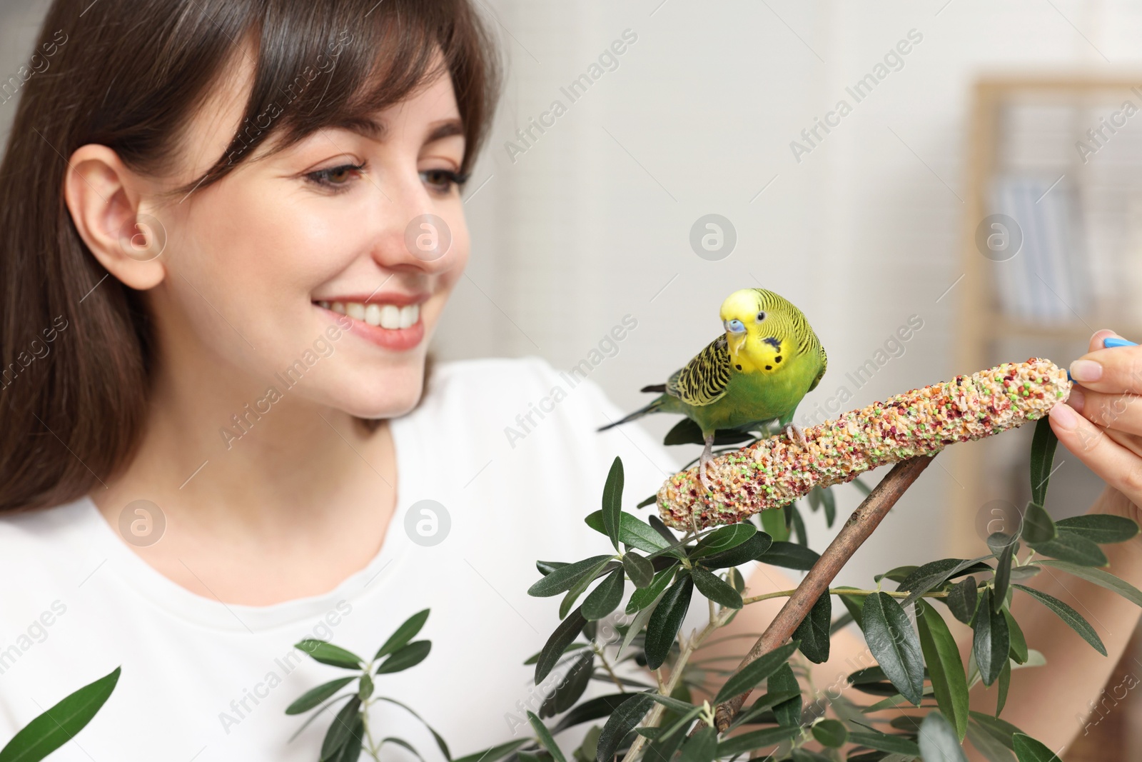 Photo of Woman feeding bright parrot with bird treat indoors. Exotic pet