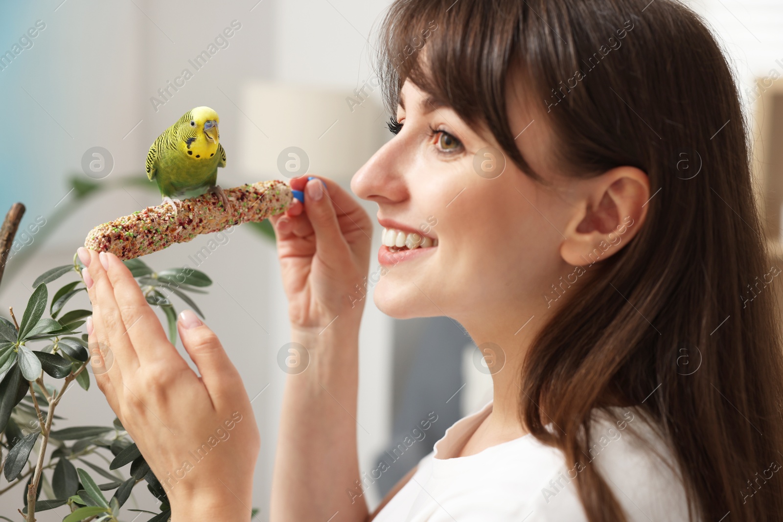 Photo of Woman feeding bright parrot with bird treat indoors. Exotic pet