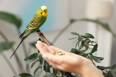 Photo of Woman feeding bright parrot indoors, closeup. Exotic pet