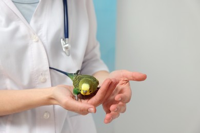 Photo of Veterinarian examining pet parrot on light background, closeup. Space for text