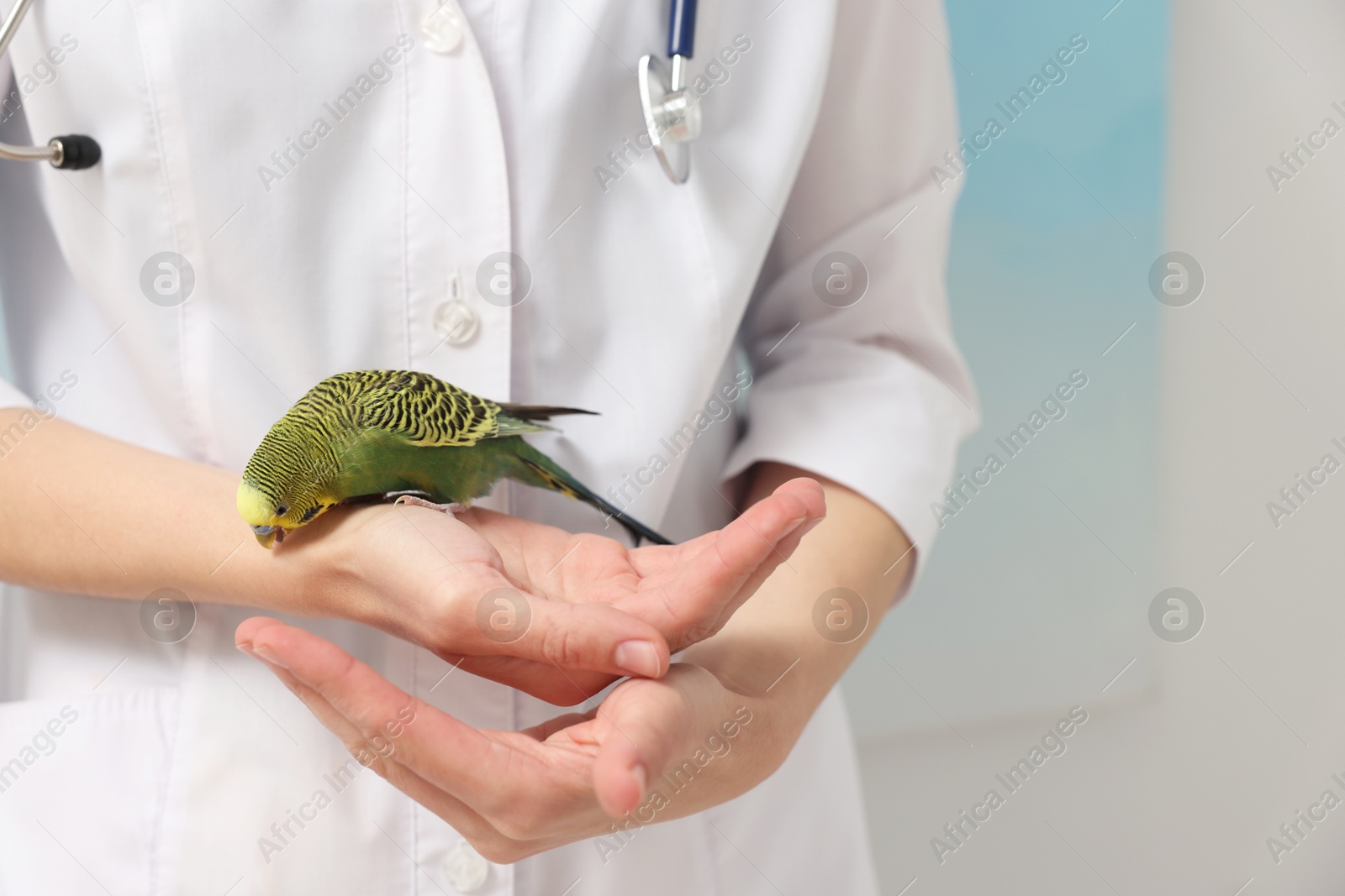 Photo of Veterinarian examining pet parrot on light background, closeup