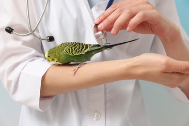 Photo of Veterinarian examining pet parrot on light background, closeup