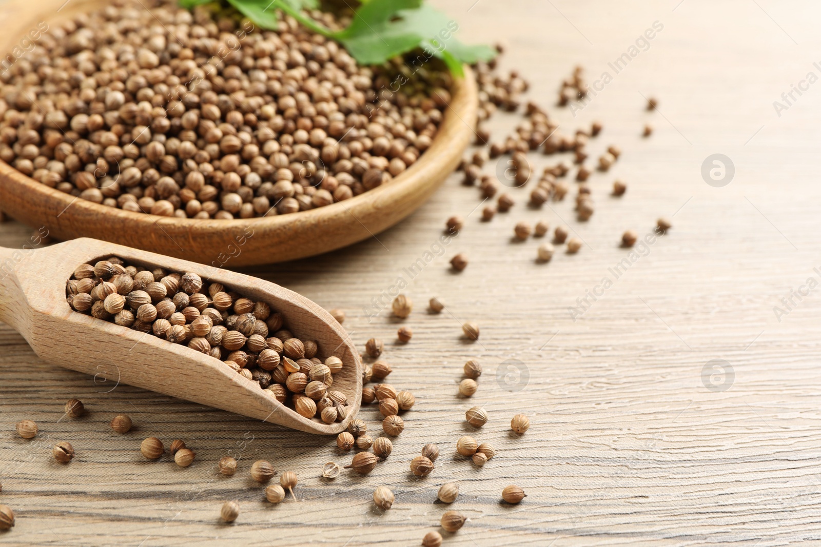 Photo of Dried coriander seeds in bowl and scoop on wooden table, closeup