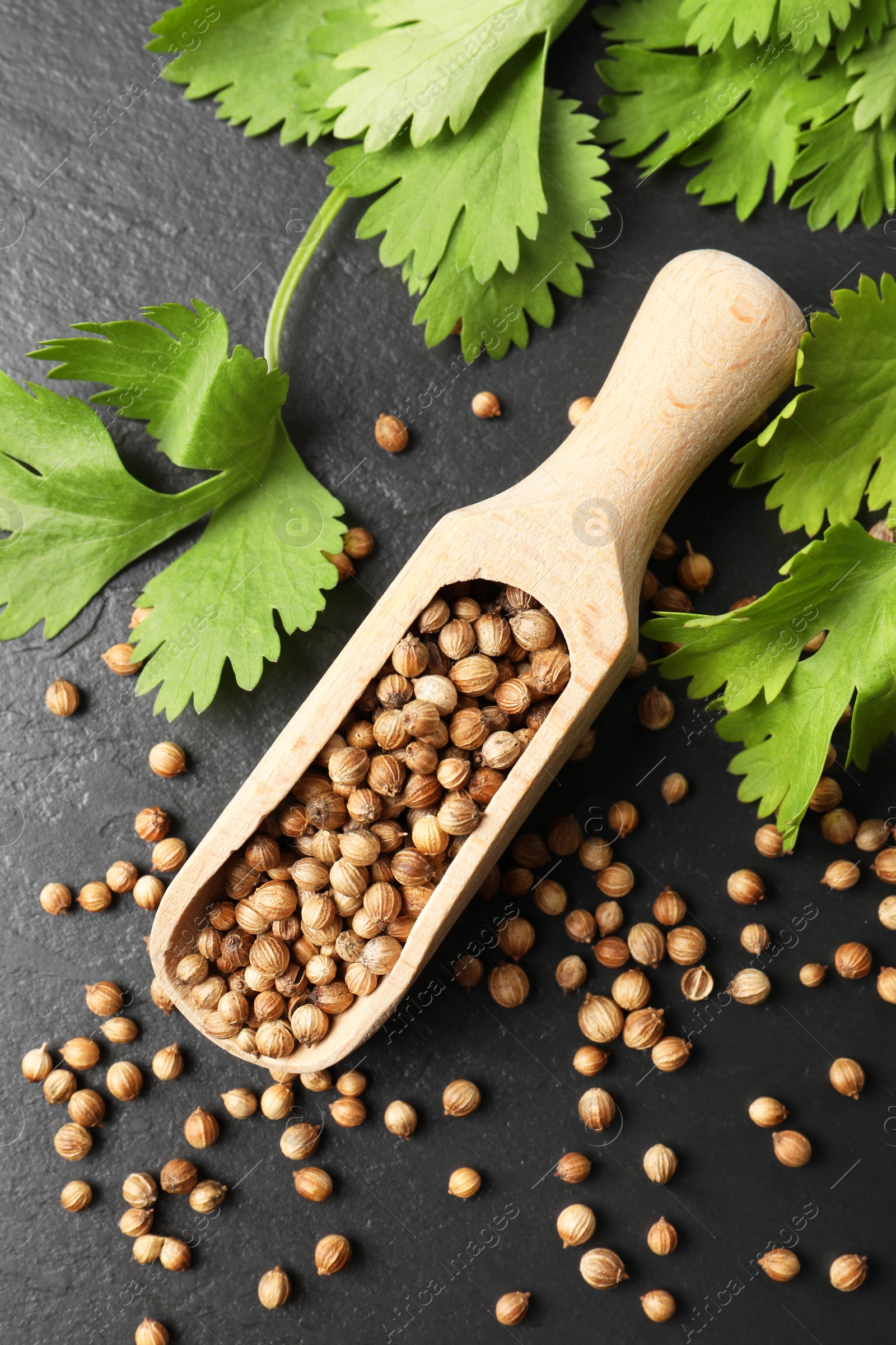 Photo of Scoop with dried coriander seeds and green leaves on dark gray textured table, flat lay