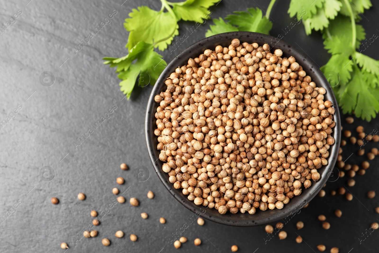 Photo of Dried coriander seeds in bowl and green leaves on dark gray textured table, flat lay. Space for text