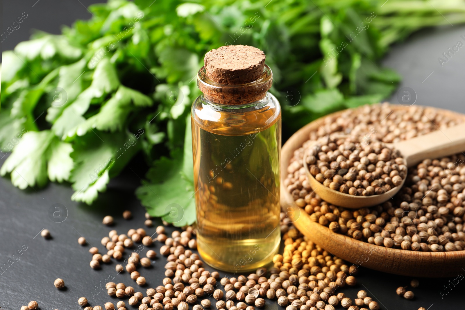 Photo of Coriander essential oil, seeds and green leaves on black table